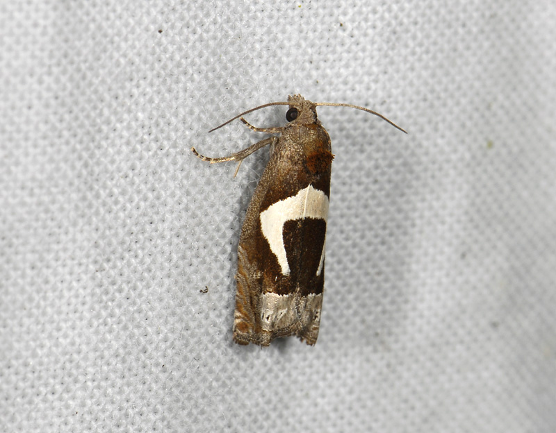 1501   Epiblema foenella  5170.jpg