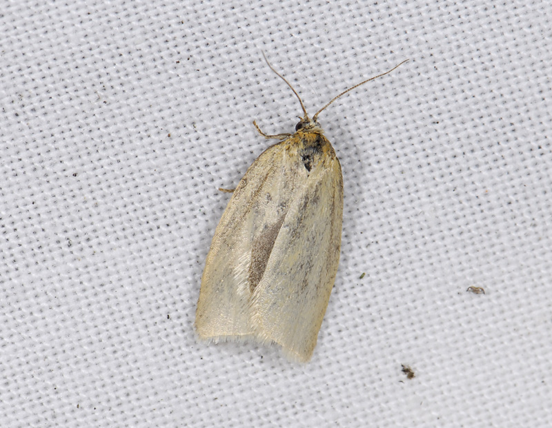 1325   Aphelia paleana  5162.jpg