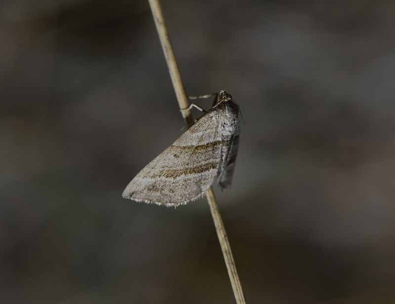 2326   Phibalapteryx virgata  4905.jpg