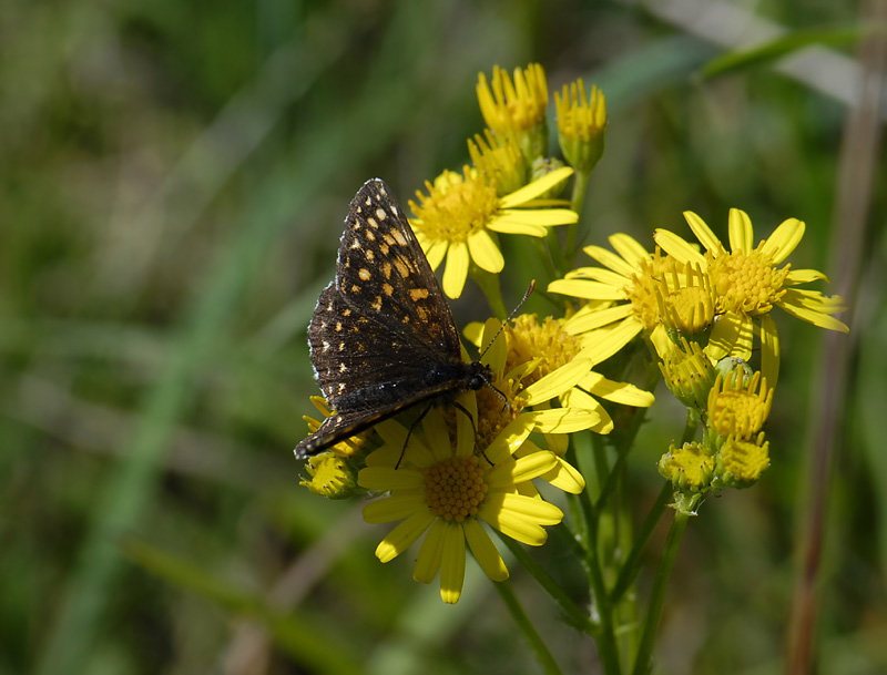 2113   Melitaea diamina  4958.jpg