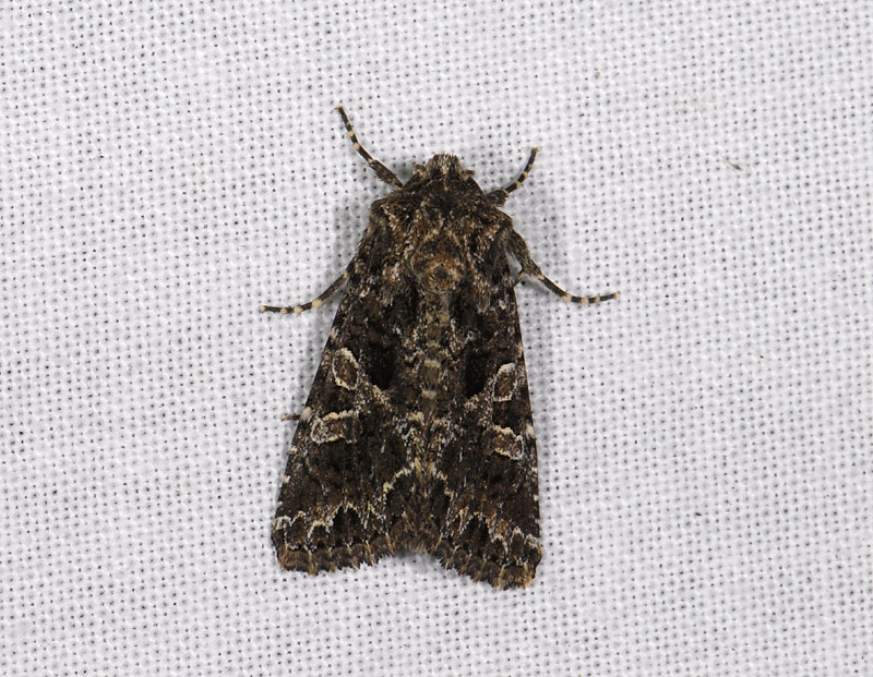 2932   Hadena capsincola  4863.jpg