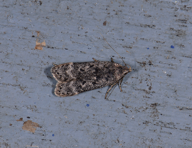 1097   Anacampsis populella  4861.jpg