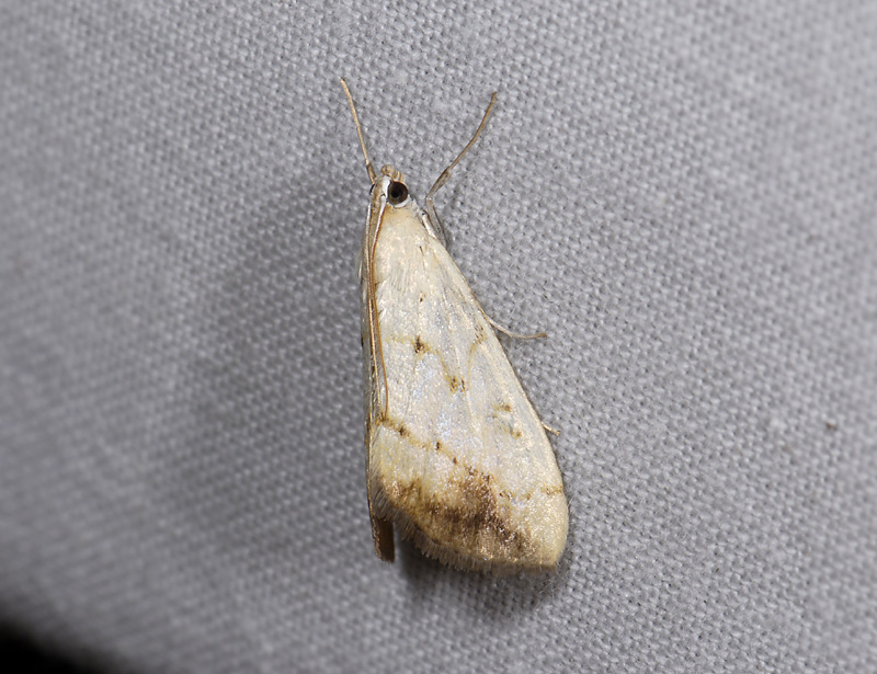 1872   Evergestis extimalis  4835.jpg