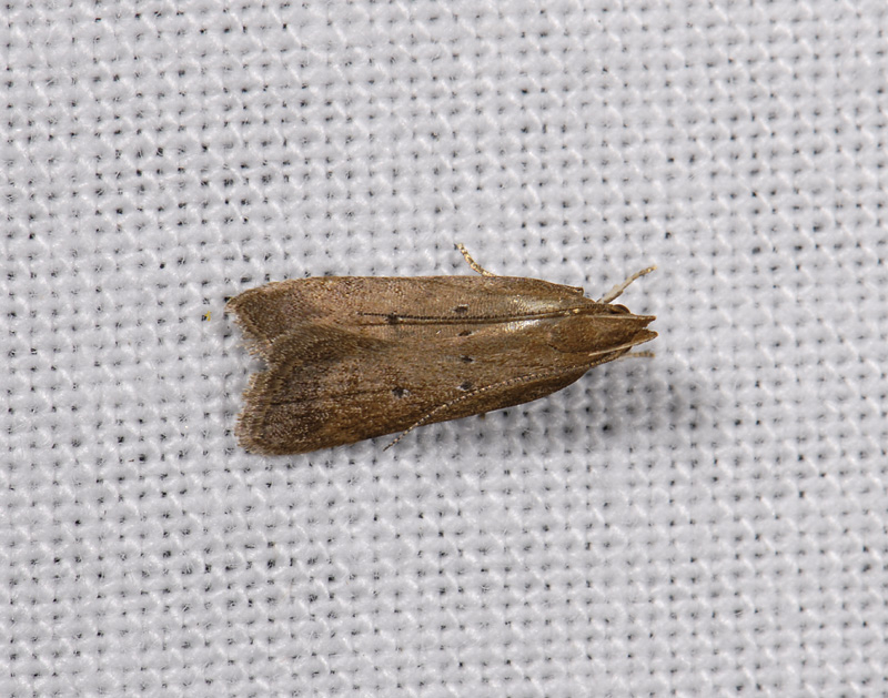 1121   Helcystogramma lutatella  4834.jpg