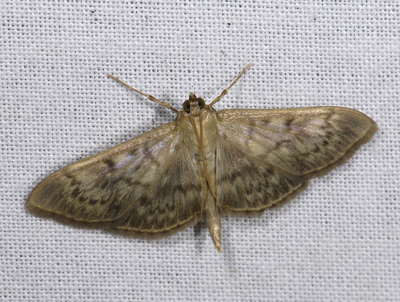 1920   Pleuroptya ruralis  4832.jpg