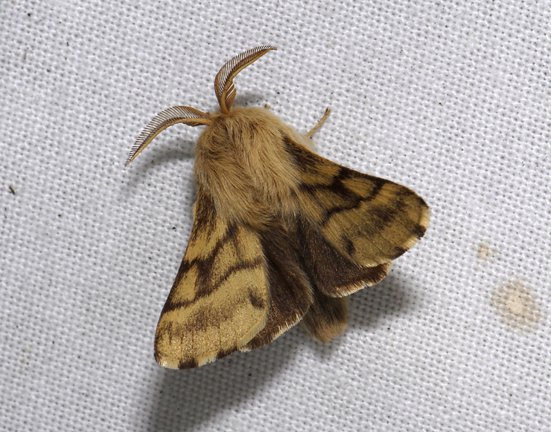 1939   Malacosoma castrensis  4792.jpg