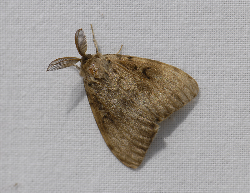 3063   Lymantria dispar  8104.jpg