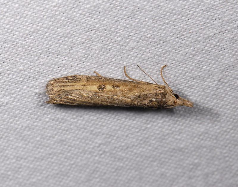 1702   Aphomia zelleri  7920.jpg