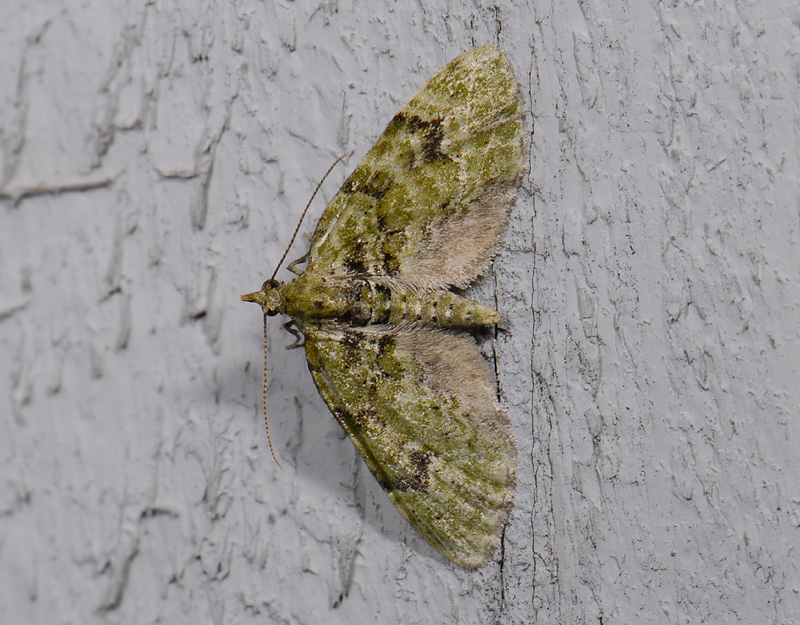 2487   Chloroclystis v-ata  7972.jpg