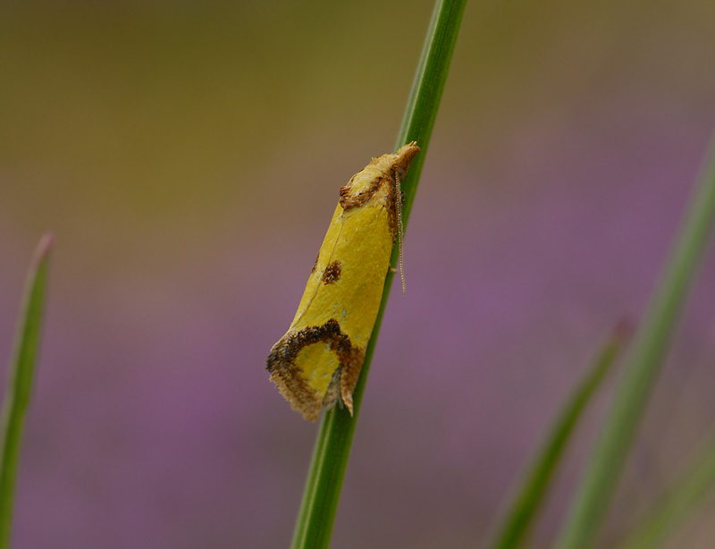 1198   Agapeta zoegana  7674.jpg