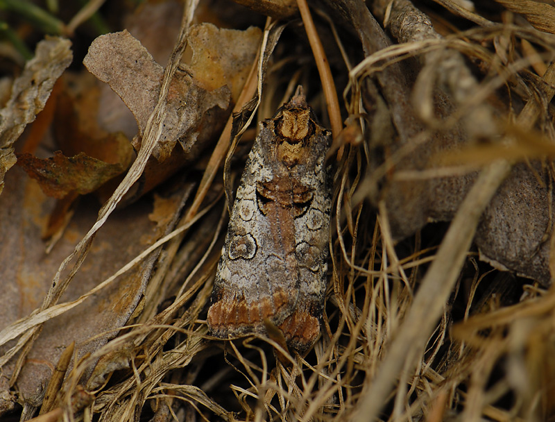 3010   Epilecta linogrisea  7833.jpg
