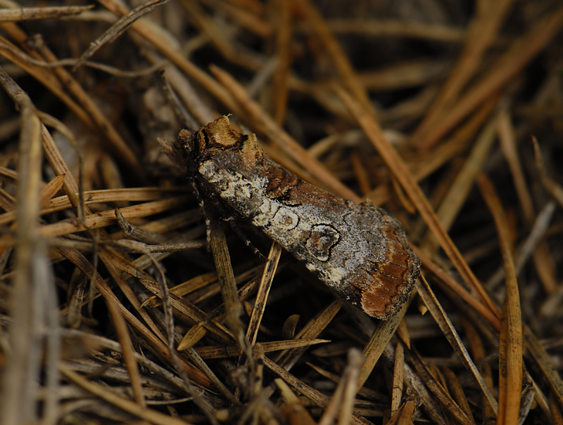 3010   Epilecta linogrisea  7847.jpg