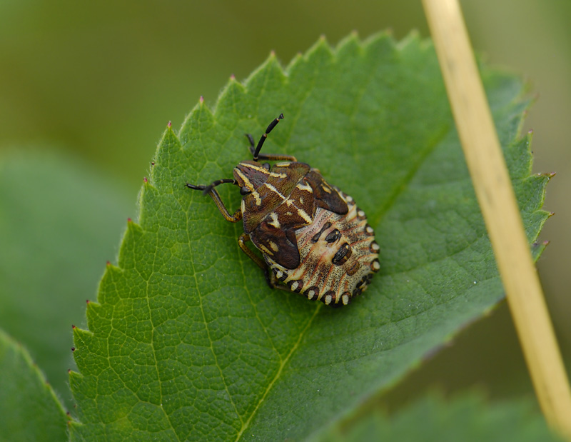 Carpocoris purpureipennis  7741.jpg