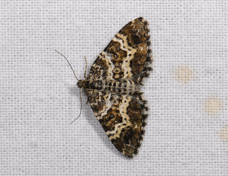 2346   Epirrhoe tristata  7261.jpg