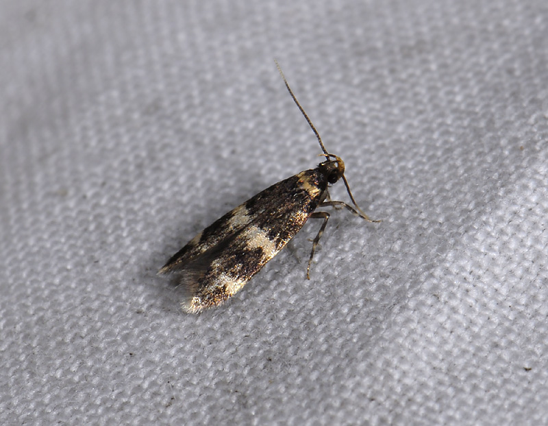 0893   Oegoconia deauratella  7237.jpg