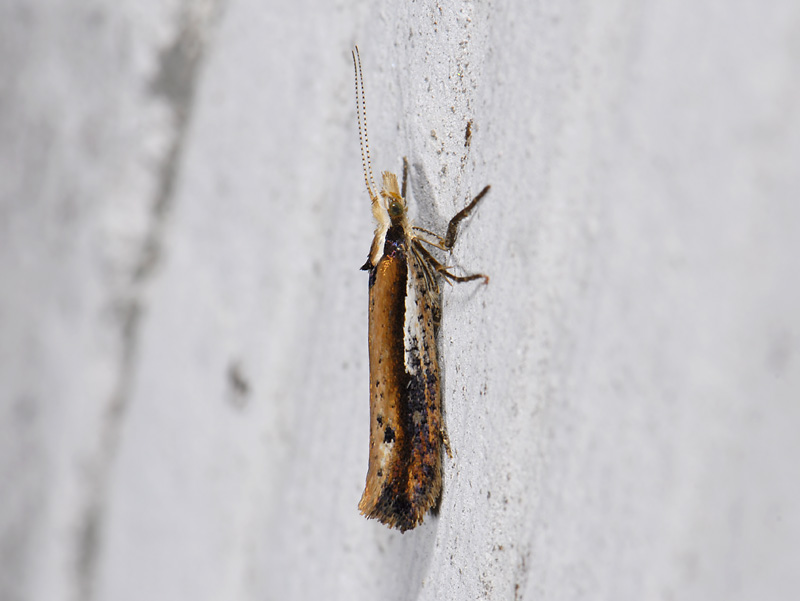 0475   Ypsolopha parenthesella  7229.jpg