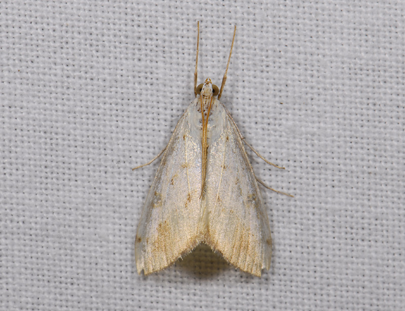 1872   Evergestis extimalis  7214.jpg