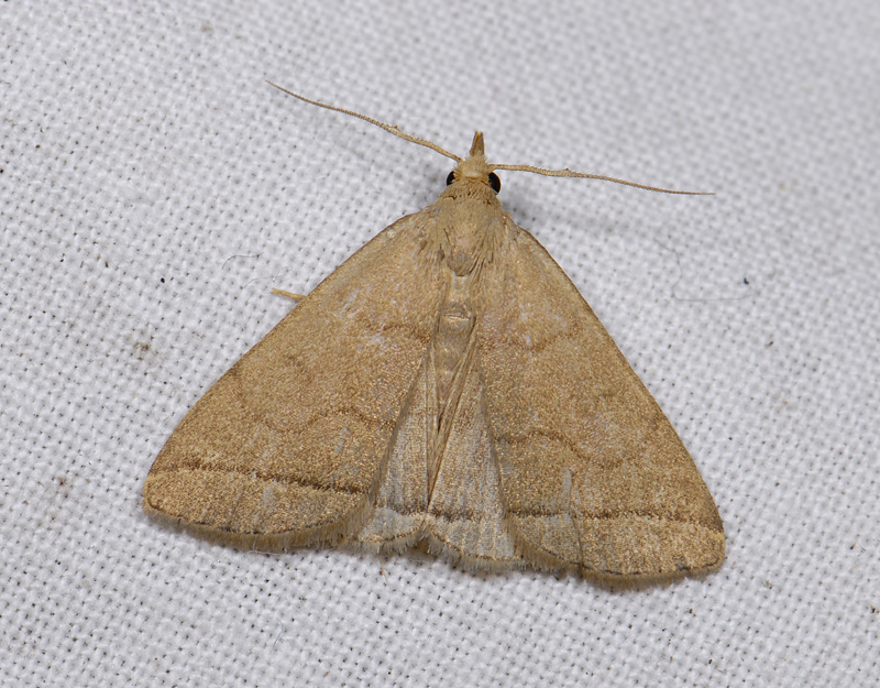 2587   Zanclognatha tarsipennalis  7180.jpg
