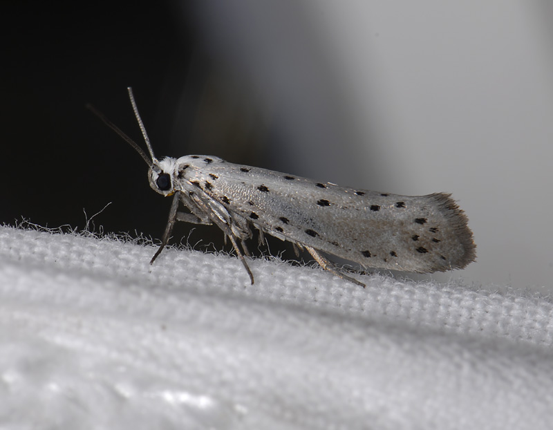 0407   Yponomeuta malinellus  7146.jpg