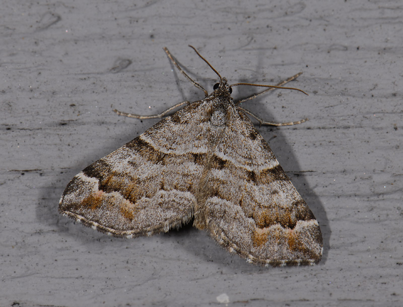 2494   Carsia sororiata  7110.jpg