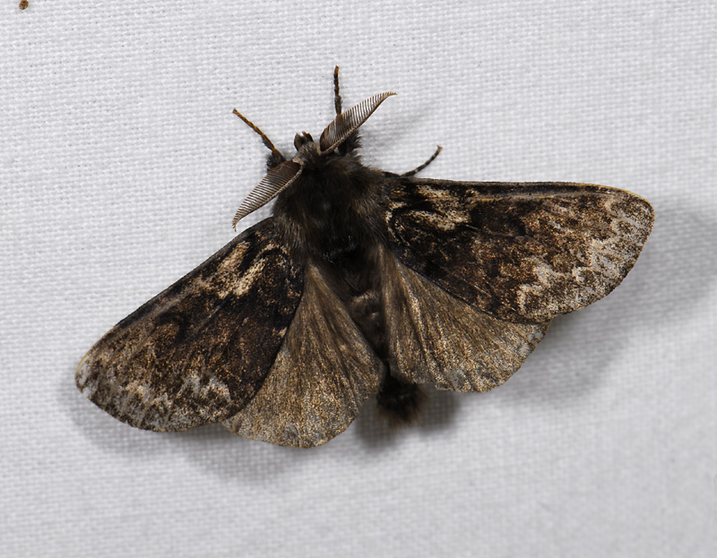 3064   Calliteara abietis  7032.jpg