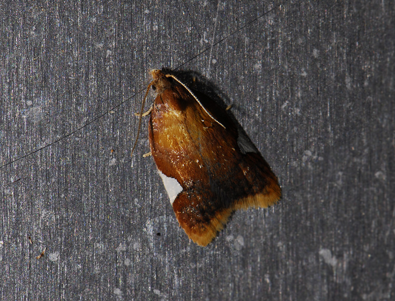 1237   Acleris holmiana  6740.jpg