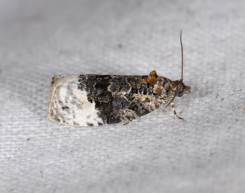 1369   Apotomis betuletana  8574.jpg