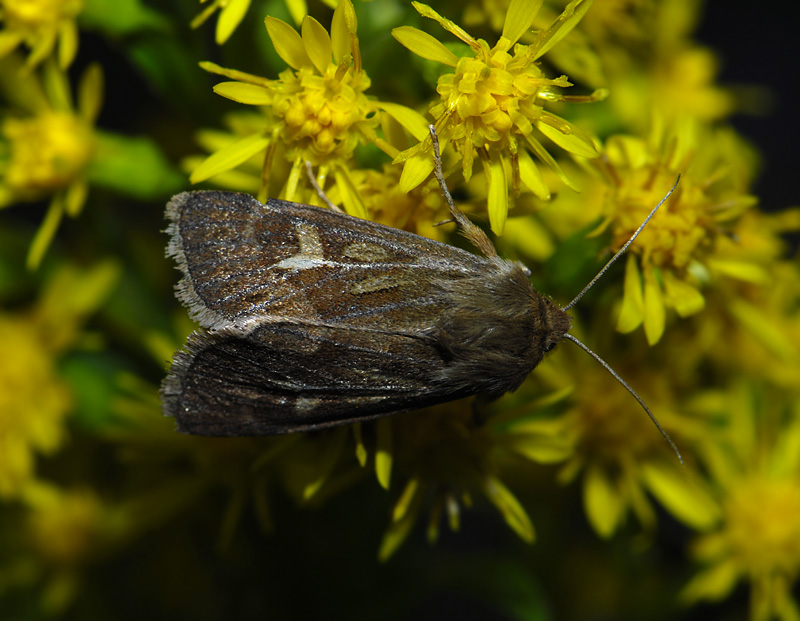 2946   Cerapteryx graminis  8543.jpg