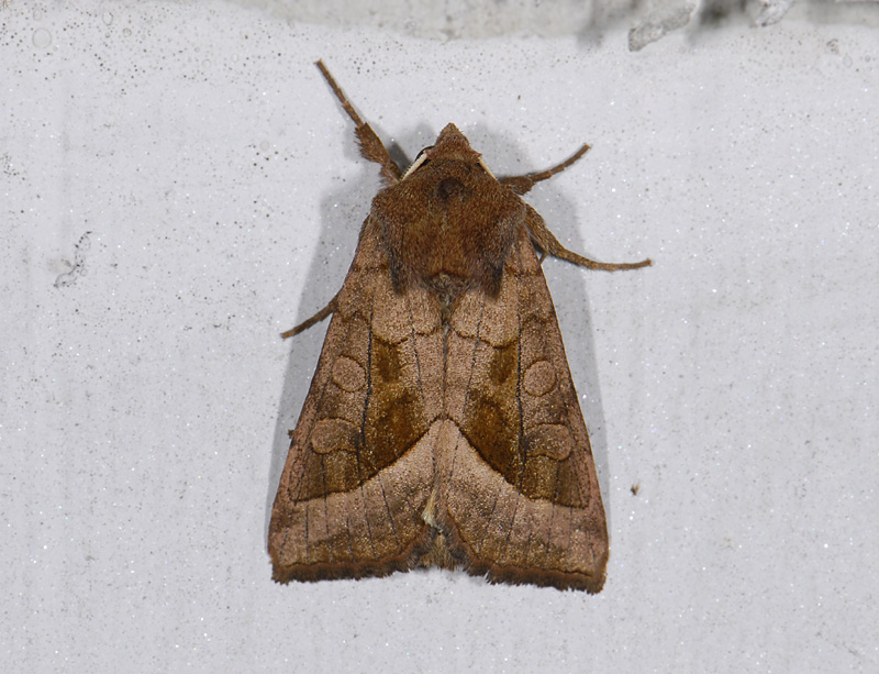 2872   Hydraecia micacea  8614.jpg