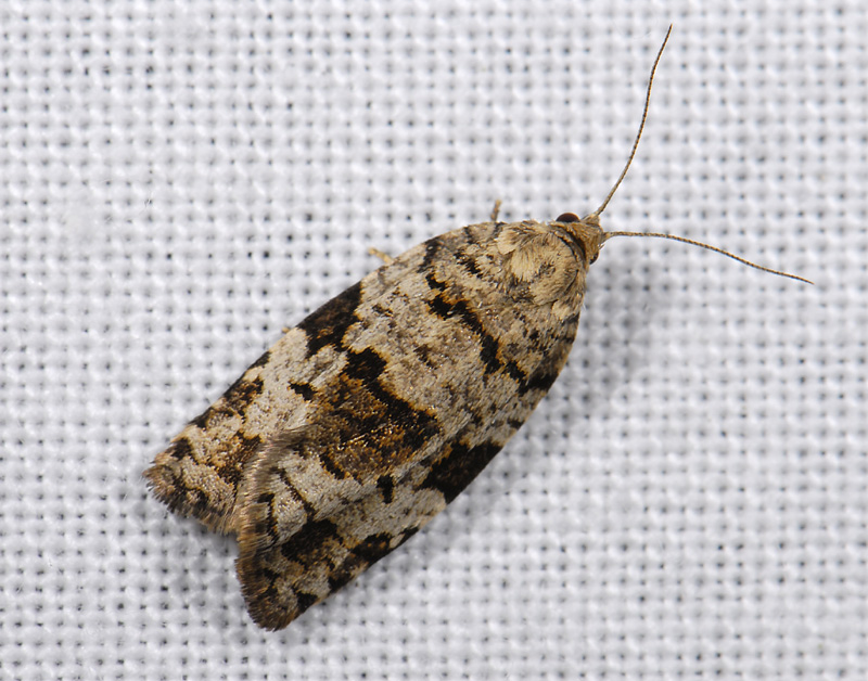 1323   Syndemis histrionana  8928.jpg