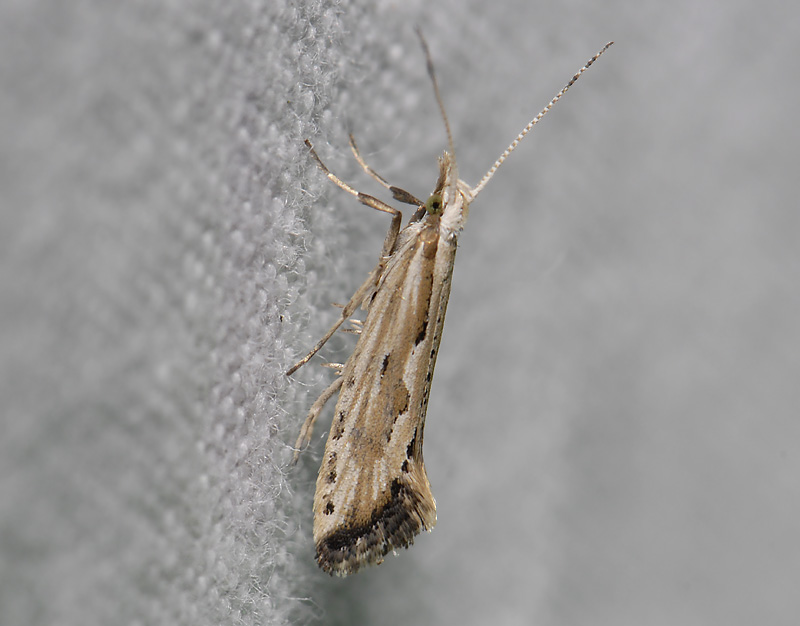 0486   Plutella porrectella  4239.jpg