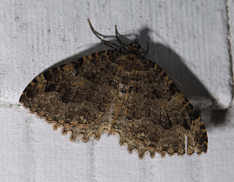 2409   Triphosa dubitata  9013.jpg