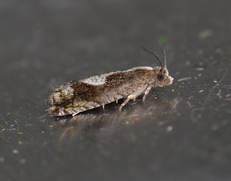 1430   Rhopobota ustomaculana  9121.jpg