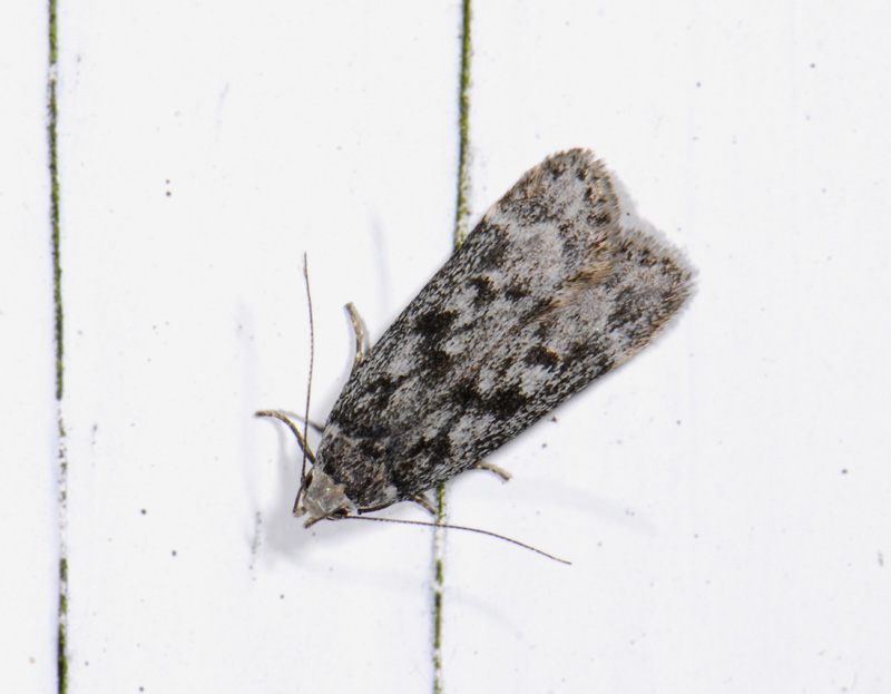 1098   Anacampsis blattariella  9108.jpg