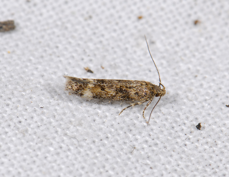 1072   Caryocolum fraternella  9058.jpg