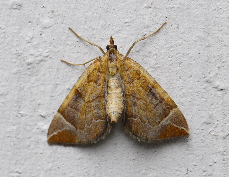 2366   Eulithis testata  9128.jpg