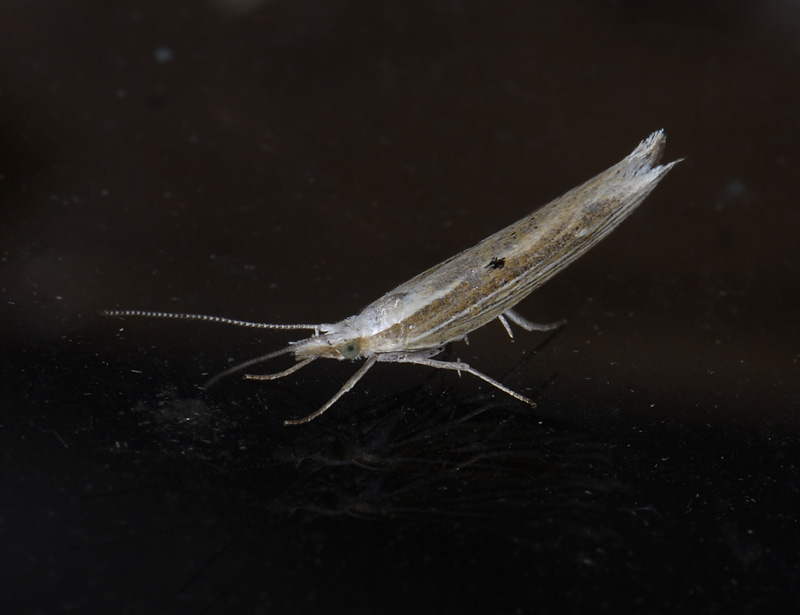 0466   Ypsolopha nemorella  9571.jpg