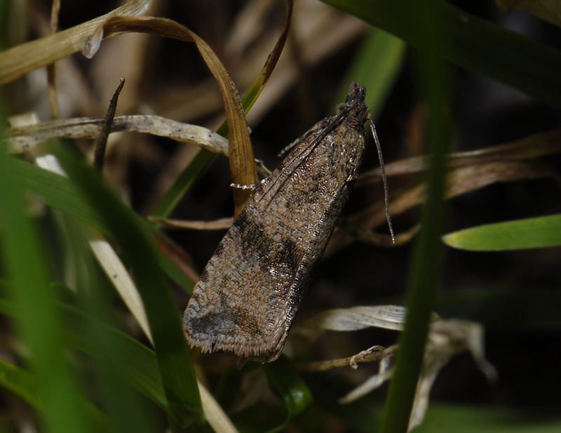 1384   Celypha striana  4625.jpg