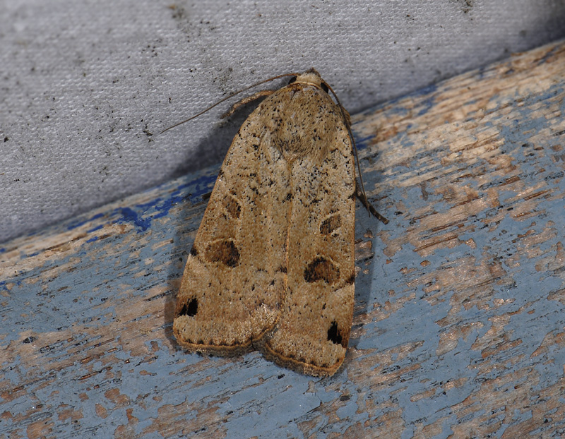 3003   Noctua orbona  4679.jpg