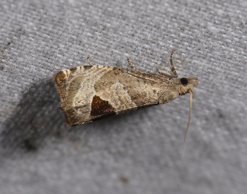 1509   Notocelia uddmanniana  4722.jpg