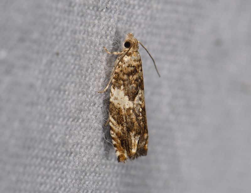 1442   Epinotia abbreviana  4715.jpg