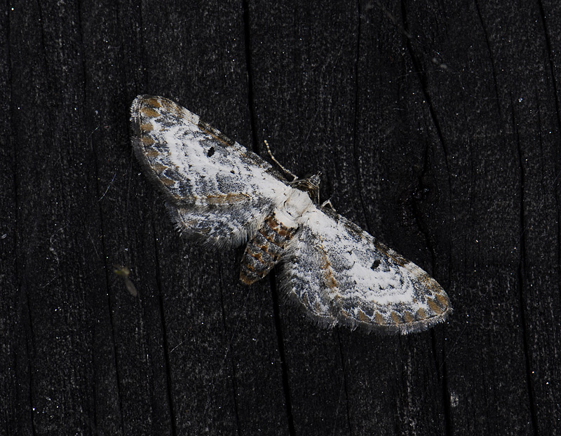 2465   Eupithecia succenturiata  5684.jpg