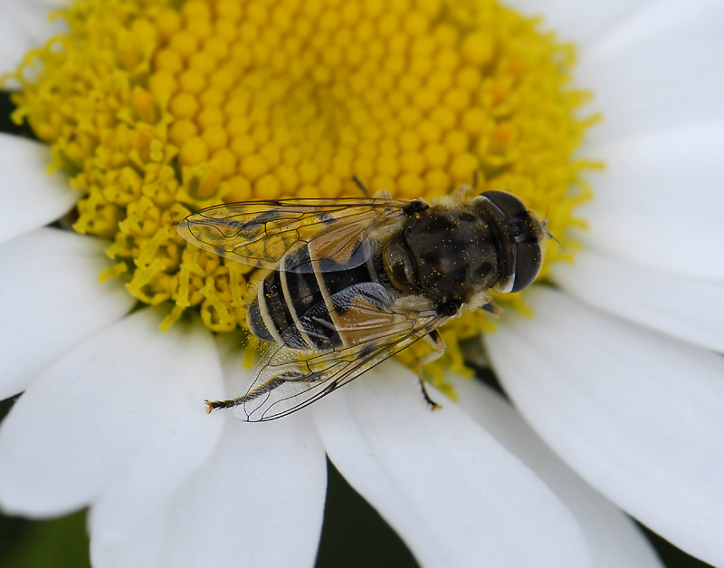 Eristalis ?arbustorum  9793.jpg