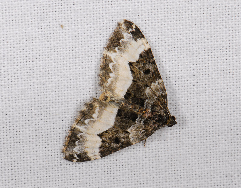 2413   Euphyia unangulata  0796.jpg