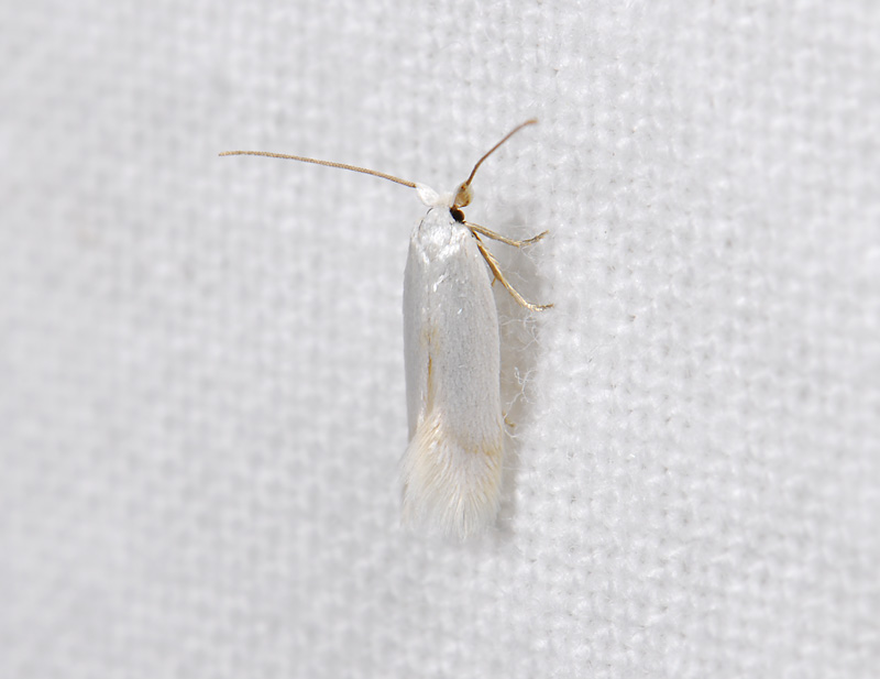0122   Opostega salaciella  0820.jpg