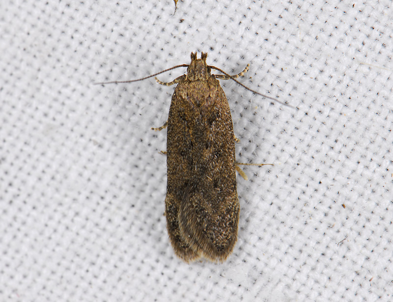 0968   Bryotropha terrella  0803.jpg