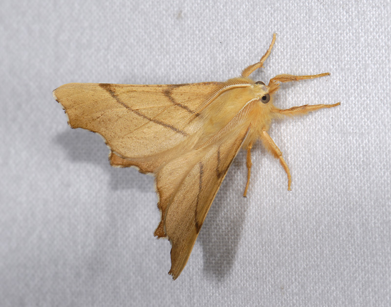 2210   Ennomos erosaria  10328.jpg