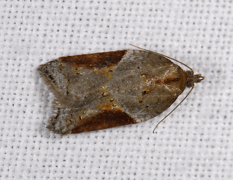 1241   Acleris laterana  10526.jpg
