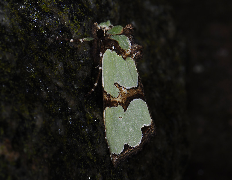 2878   Staurophora celsia  10517.jpg