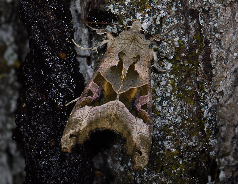 2817   Phlogophora meticulosa  10463.jpg